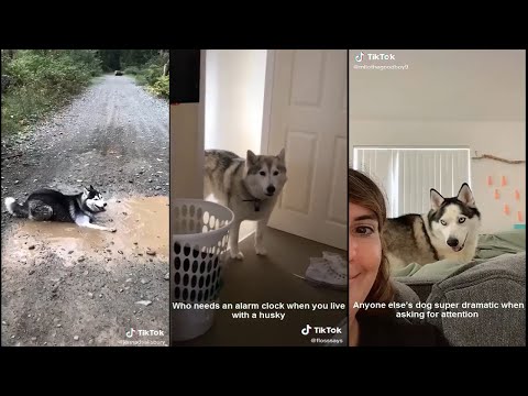 Why are huskies so dramatic ? | TikTok