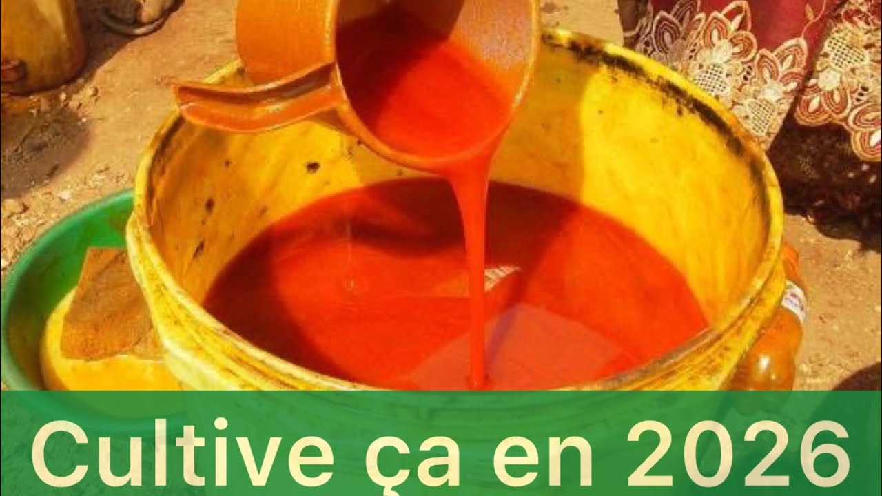 Culture de palmier à huile 