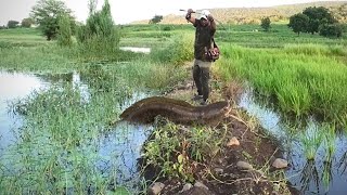 SNAKEHEAD ROCKET ATTACK￼ 🚀 || जंगली मरल का स्पीड ऐसा😱😱