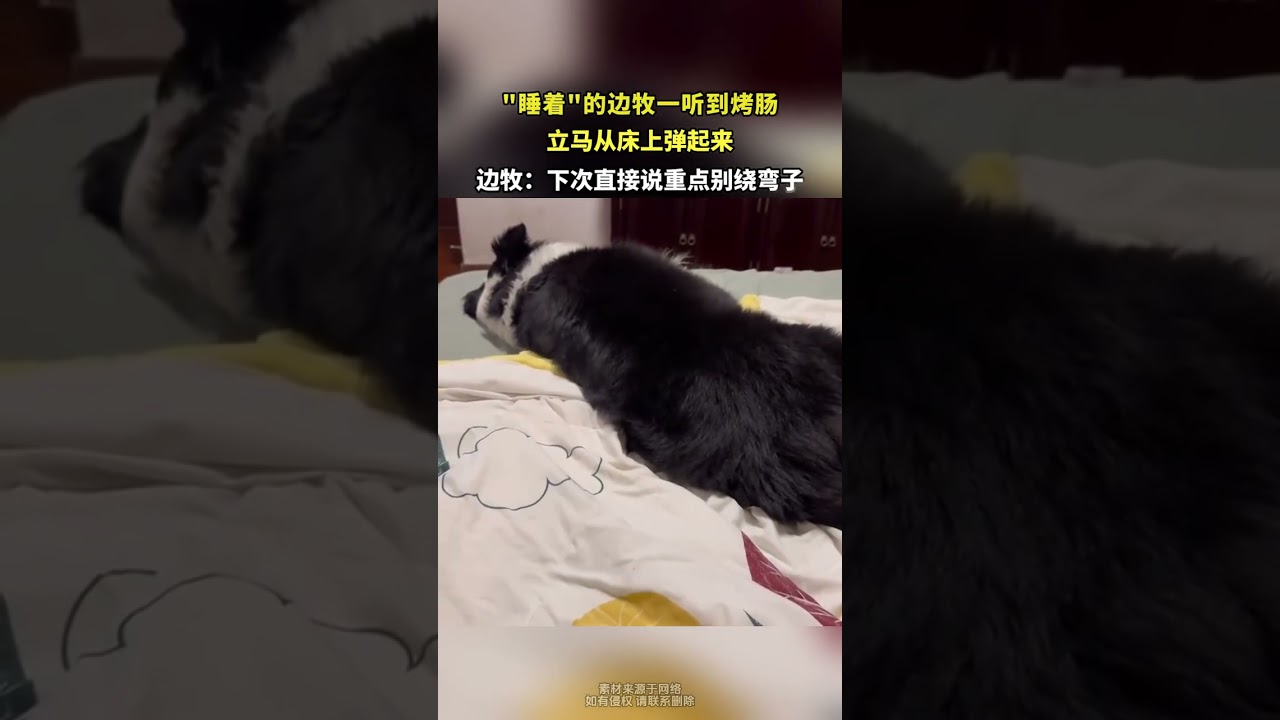 睡着的边牧一听到烤肠 立马从床上上弹起来