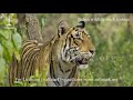 Tigress patrolling her territory with her cubs |wildlife | tiger | Stock footage #shorts #shortsvide
