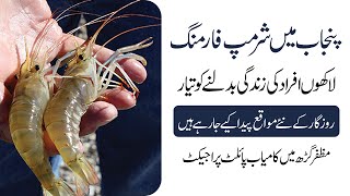 Shrimp Farmers & Entrepreneurs | Complete Details of Successful Pilot Project in Muzaffargarh