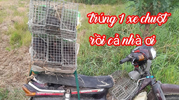 bẫy chuột cống nhum trúng 1 xe chuột luôn cả nhà ơi...(Quan Gò Công)...