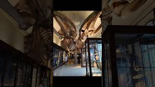 Bergen Natural History Museum, Norway.