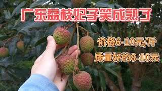 荔枝成熟了,採摘7-10天之前可以挖好坑施肥,修剪回縮The lychees are ripe, dig a hole for fertilization 10 days before picking