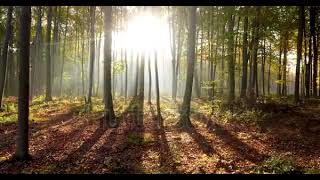 Nature Sounds With Relaxing Music.