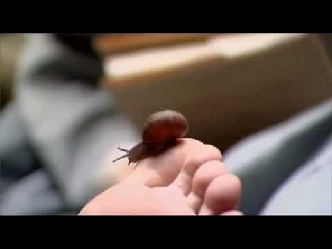 Woman's foot tickled by snail