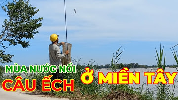 CÂU ẾCH MÙA NƯỚC NỔI Ở MIỀN TÂY