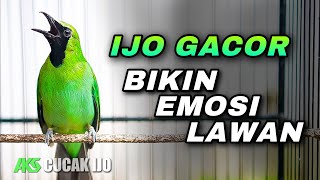 Download Lagu PANCINGAN CUCAK IJO GACOR BIKIN EMOSI LAWAN CEPAT MENAIKKAN MENTAL SAMPAI JAMTROK KEJER KEJER MP3 Download Lagu PANCINGAN CUCAK IJO GACOR BIKIN EMOSI LAWAN CEPAT MENAIKKAN MENTAL SAMPAI JAMTROK KEJER KEJER MP3