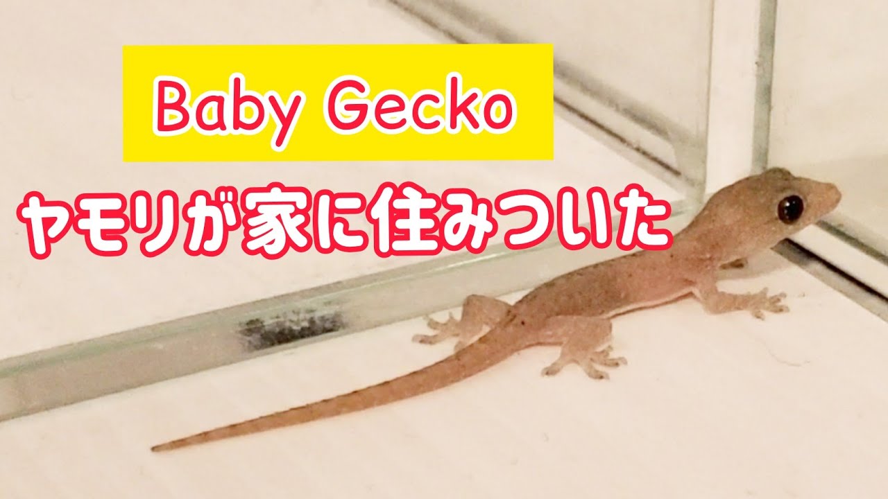 今年もやって来た 赤ちゃんヤモリに密着 Wild Gecko Youtube