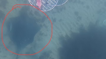 Cảnh Cá đuối rình rập mồi ghẹ dưới nước p3 #crabbing #fishing