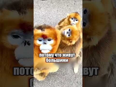 Какие разные бывают обезьянки 😅🐒