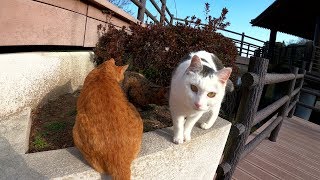 【Japanese cat】Three cats play on the stage