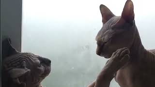 Sphynx Cats playing with kindness