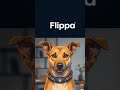 Flippa Online Marketplace to sell/buy SaaS. #shorts #flippa #marketplace