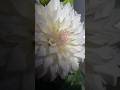 White dahliya 😍 flower #blog #gardening #roofgardening