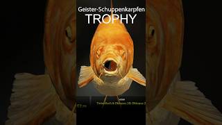 Geister Schuppenkarpfen Trophy SHORT - Russian Fishing 4 - Bernsteinsee #karpfenangeln #rf4