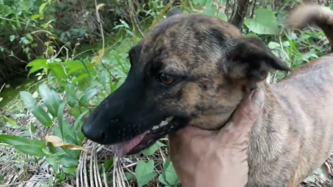 Anh em củi đóm di khỏa sát làm cỏ vườn cac ban xep tap tiep theo nhe