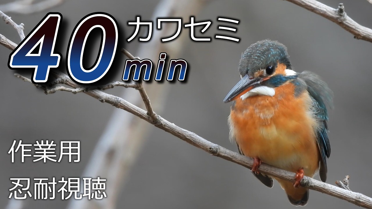 野川を散歩 20260216：別編 カワセミ【作業用】【忍耐視聴】