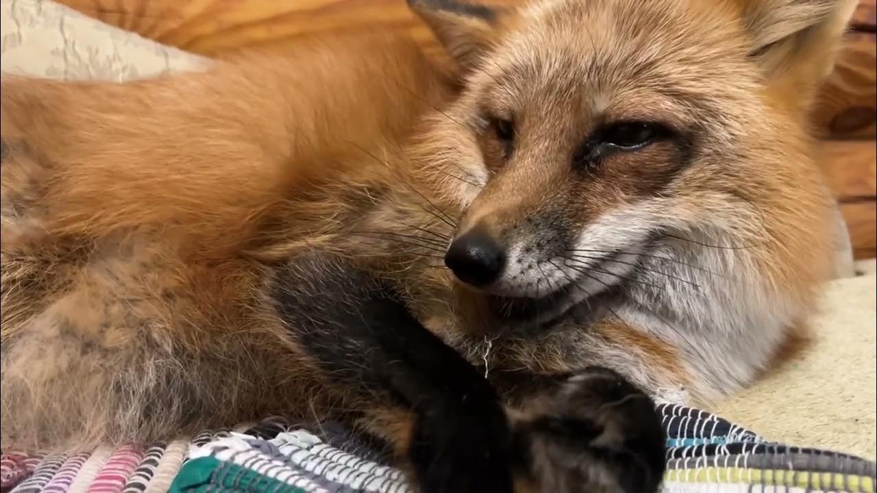 Алиса - лиса. А вот и вечер на диване - YouTube