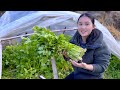 田里菜冻坏了，唯有芹菜绿意浓，一家人包饺子