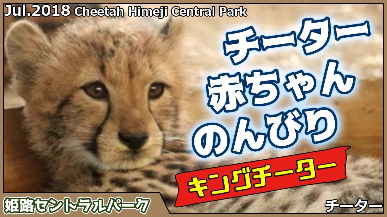 チーター 赤ちゃん のんびり キングチーター 姫路セントラルパーク Cheetah Himeji Central Park