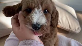 Cute labradoodle puppy❤