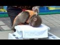かわいすぎるお猿の頭突きブロック割り at 第39回野毛大道芸 猿回し 空豆、なつみかん 2013年4月