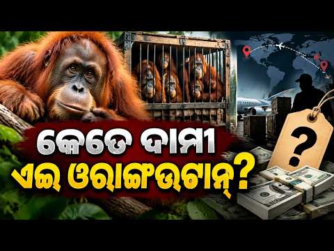 How Much Is An Orangutan Worth? The Dark World Of Illegal Wildlife Trafficking Explained | OTV