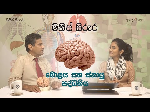 මිනිස් සිරුර – මොළය සහ ස්නායු පද්ධතිය