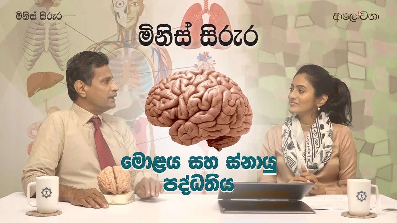 මිනිස් සිරුර – මොළය සහ ස්නායු පද්ධතිය