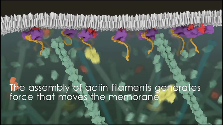 ASCB Celldance 2017  We Know Life by Motion Dyche ...