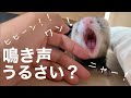 フェレットの鳴き声はうるさいのか？【お迎え】【一人暮らし】【ペット】
