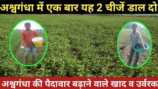 अश्वगंधा में यह 2 चीजें जरूर डालें ताकि पैदावार अधिक मिले//ashvgandha ki kheti//ashvgandha farming