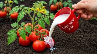 ONLY 1 Cup of This Homemade Mix and Tomatoes Grow Like Crazy