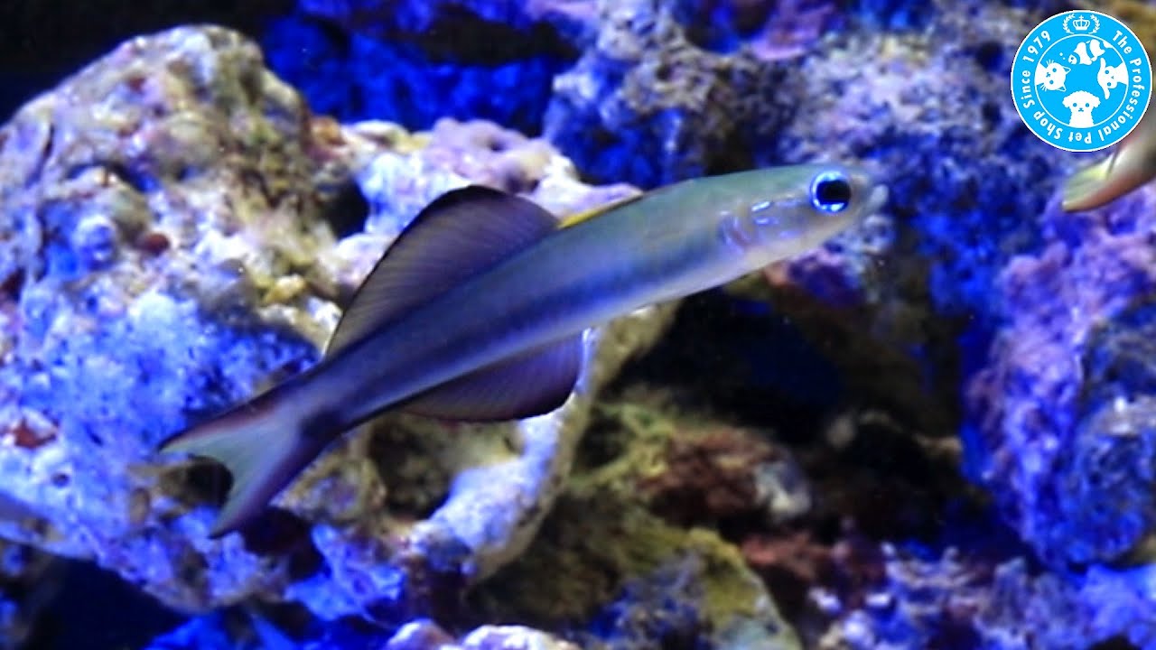 チャーム 海水魚 クロユリハゼ Ptereleotris Evides ハゼ Charm動画 Youtube