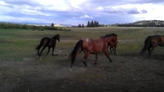 The horses going out to pasture 2013