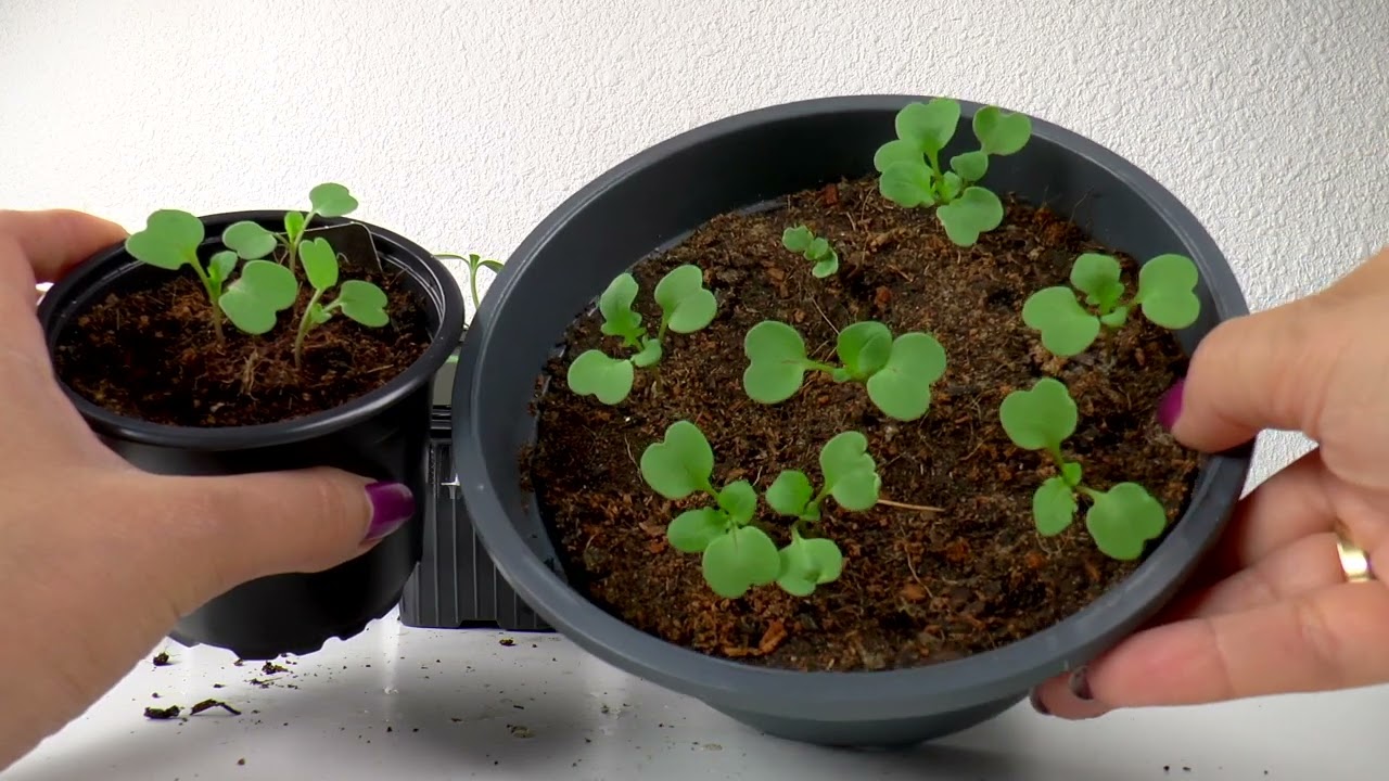 George Hanbury Uitputten Temmen Rucola zaaien, planten verzorgen en oogsten - YouTube