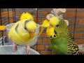 9 hours of budgie sounds for lonely birds