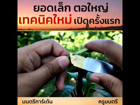 ยอดเล็กตอใหญ่เทคนิคใหม่ เปิดครั้งแรก