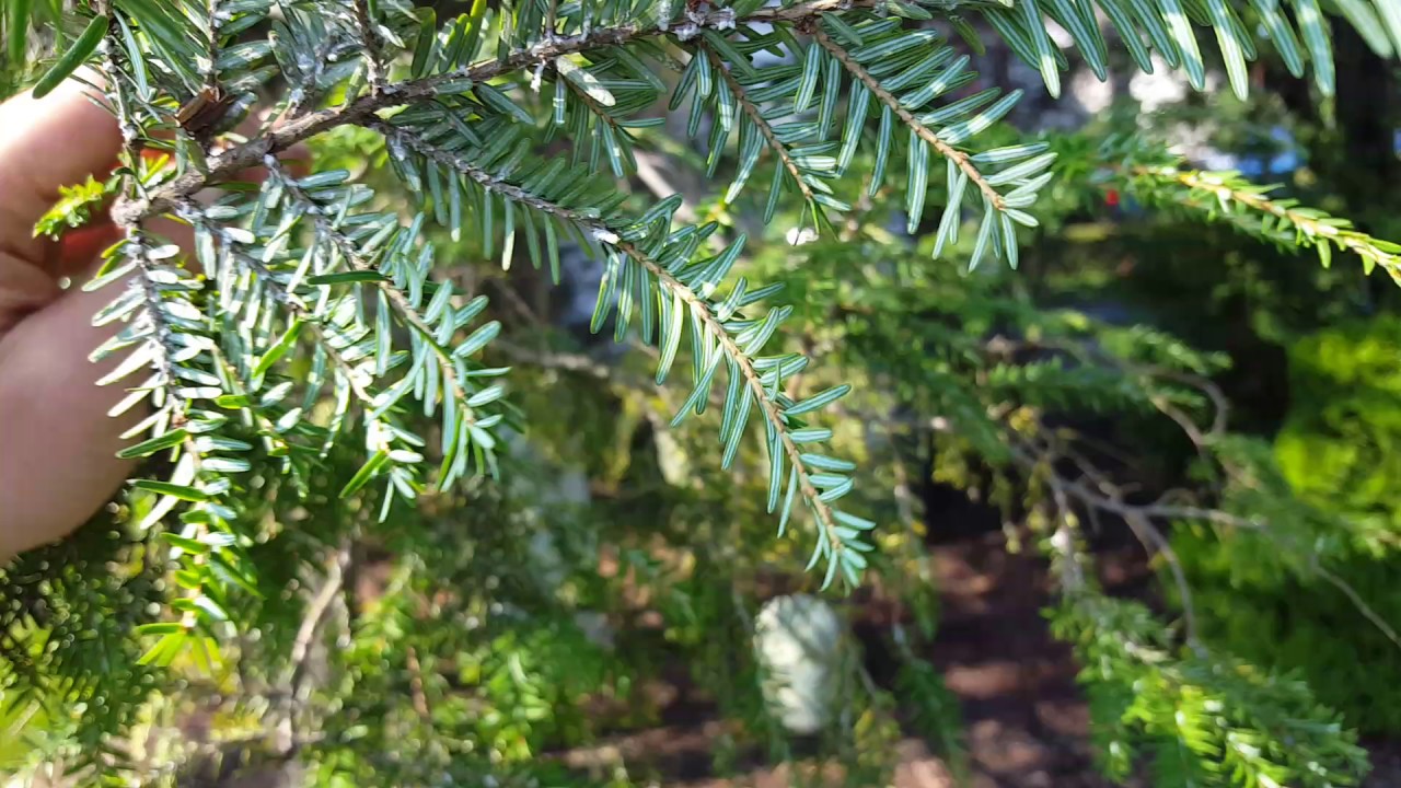 Identifying and controlling Hemlock Wooly Adelgid 2nd
