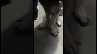 OMG ? Leg Bending // Rickets In Dogs shorts youtubeshorts shortvideo shortvideos shortfeed dog