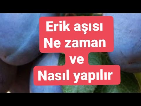 Erik aşısı Nasıl