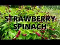Strawberry Spinach: The Useful Weirdo