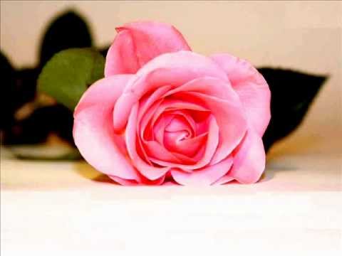  3   راغب علامه اجمل اميره