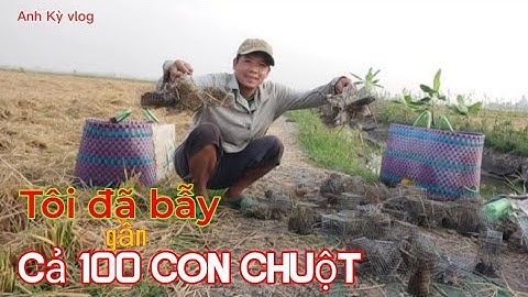 Bẫy chuột đồng, địa điểm mới, gần cả 100 con chuột @Kyanhvlogs