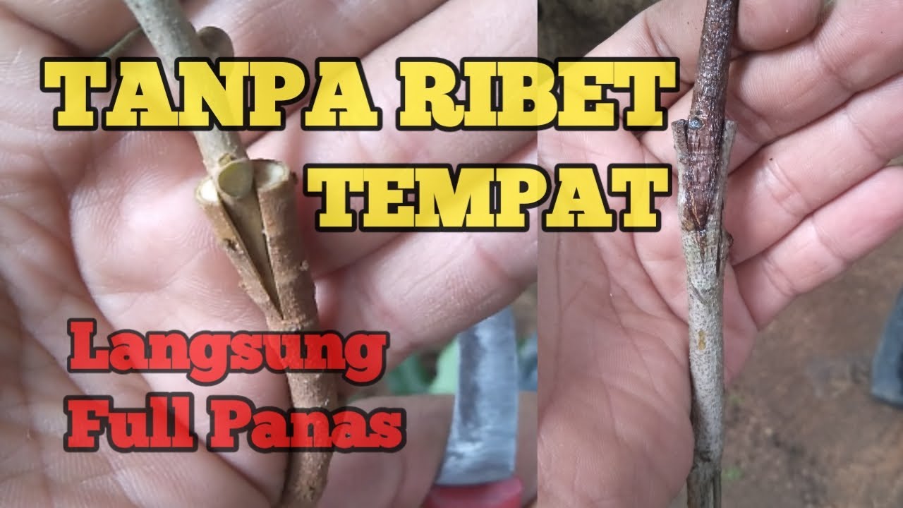 Cara Mudah Sambung Pucuk Kelengkeng