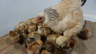 Beautiful  hens hatching 25 Eggs to 25 chicks and care together