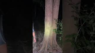 Download Lagu BUKIT 300 LAKSAMANA - HANTU JEPUN PANCUNG KEPALA | Paranormal DZP Dauz | SUARA HANTU BERCAKAP JEPUN! MP3