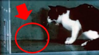 The Famous LSD Cat Experiment